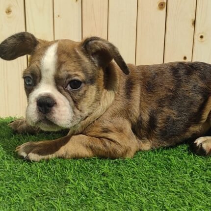 Merle Tan Frenchies Puppy For Sale