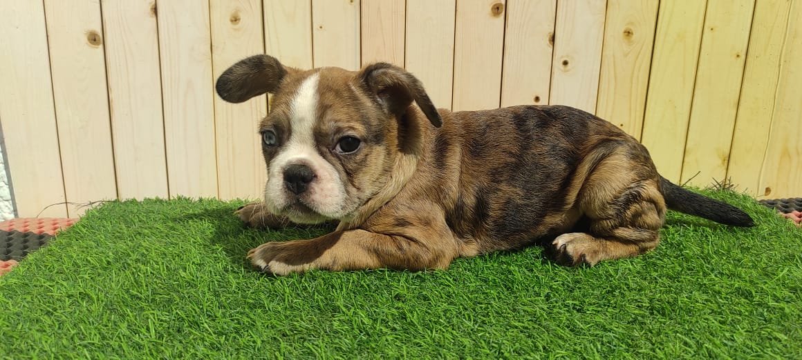 WhatsApp-Image-2023-05-24-at-9.00.24-AM.jpeg Merle Tan Frenchies Puppy For Sale - Image 1