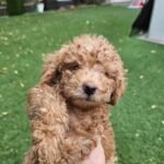Toy Poodle for Sale | Toy Poodle Dubai | Toy Poodle Puppies in UAE