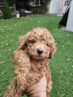 Toy Poodle for Sale | Toy Poodle Dubai | Toy Poodle Puppies in UAE