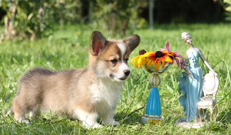 WhatsApp-Image-2023-10-02-at-12.23.28-AM-1.jpeg Corgi Puppy For Sale - Image 1