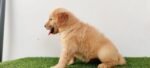 Golden Retriever Dubai Puppy For Sale - Image 7