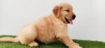 Golden Retriever Dubai Puppy For Sale - Image 6