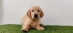 Golden Retriever Dubai Puppy For Sale - Image 5