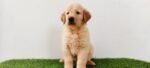 Golden Retriever Dubai Puppy For Sale - Image 4