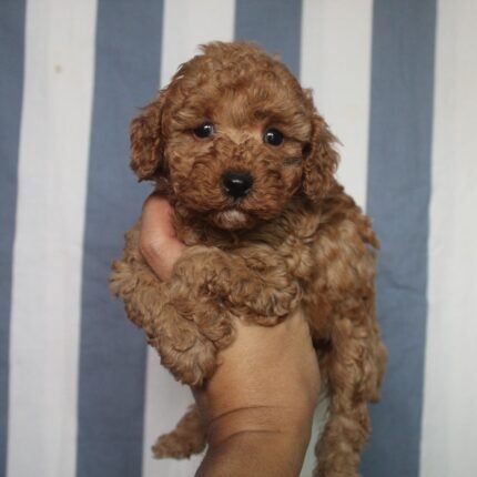 Red Toy Poodle Puppy For Sale