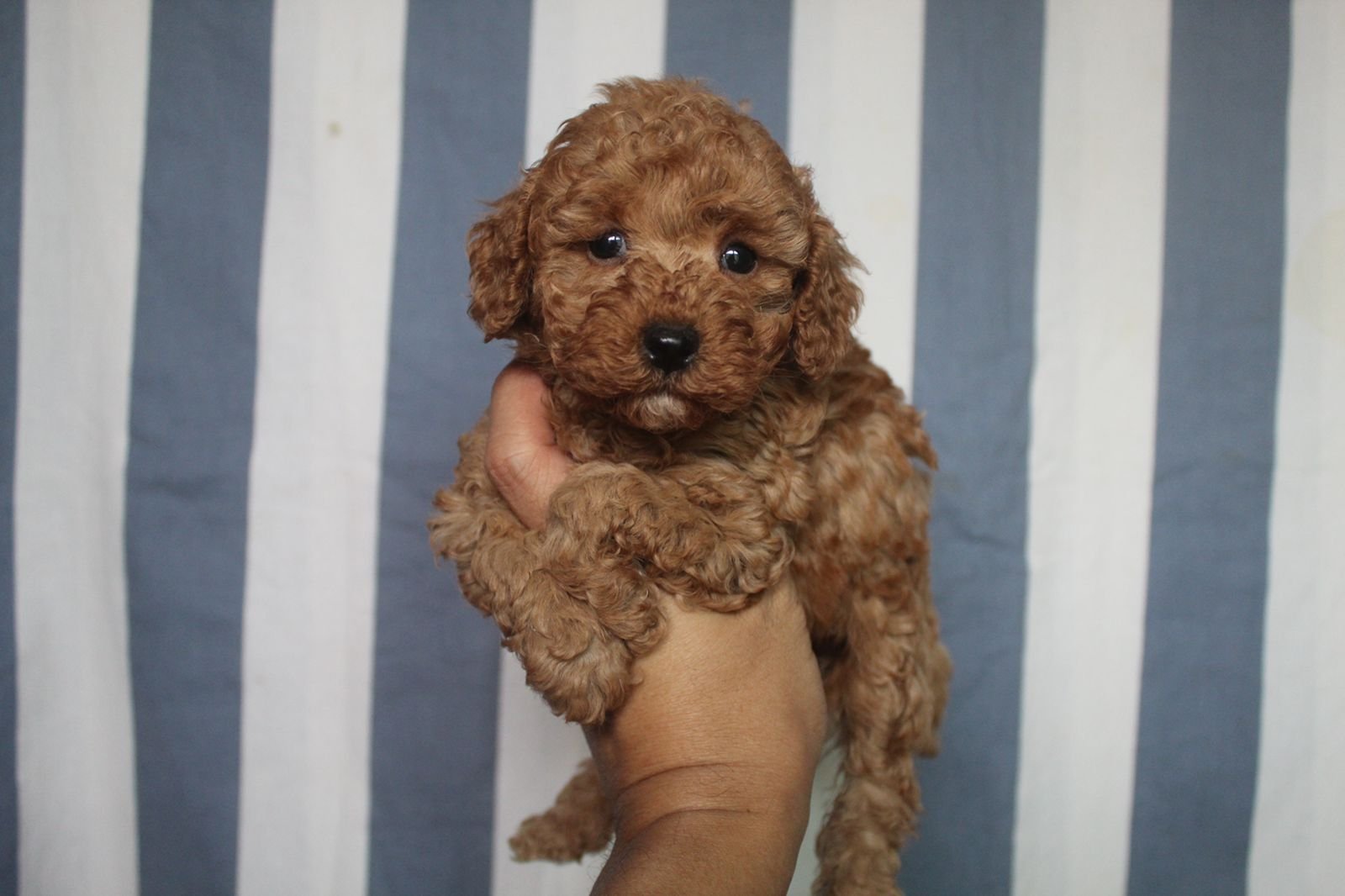 WhatsApp-Image-2023-11-16-at-3.58.38-PM.jpeg Red Toy Poodle Puppy For Sale - Image 1