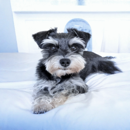 Miniature Schnauzer Puppy for sale