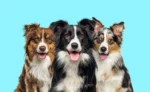 Border Collie Puppy For Sale