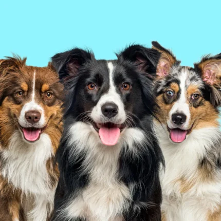 Border Collie Puppy For Sale