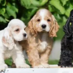 Cocker Spaniel Dubai | Cocker Spaniel Price | Cocker Spaniel for sale