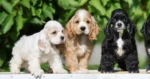 Cocker Spaniel Dubai | Cocker Spaniel Price | Cocker Spaniel for sale