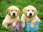 Light Creamy Color Labrador Puppy For Sale