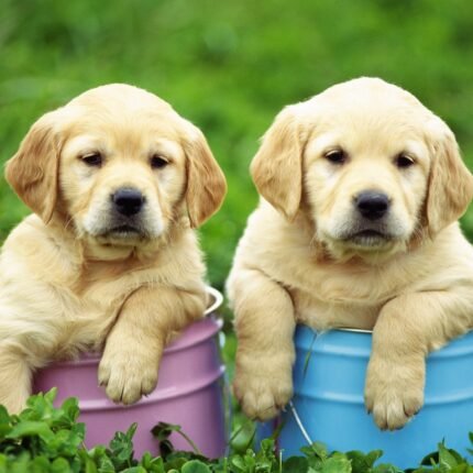 Light Creamy Color Labrador Puppy For Sale