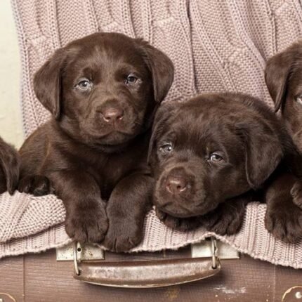 Chocolate Labrador Puppy For Sale