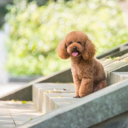 Poodle Puppy For Sale