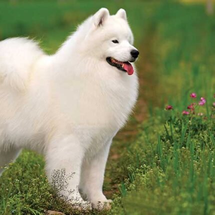 Samoyed Puppy For Sale