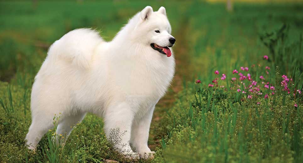 samoyed-card-medium.jpg Samoyed Puppy For Sale - Image 1