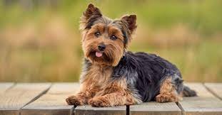 Teacup Yorkie Puppy For Sale
