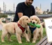 Buying a Puppy in Abu Dhabi & Sharjah Rules, Microchipping & Vets